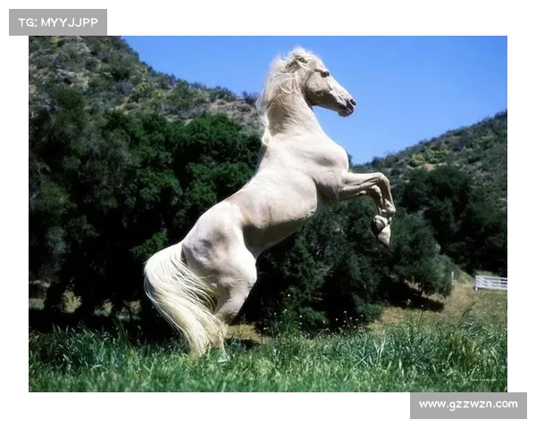 不可错过的汗血宝马饲养与训练全攻略细节解析 不可错过的汗血宝马饲养与训练全攻略细节解析