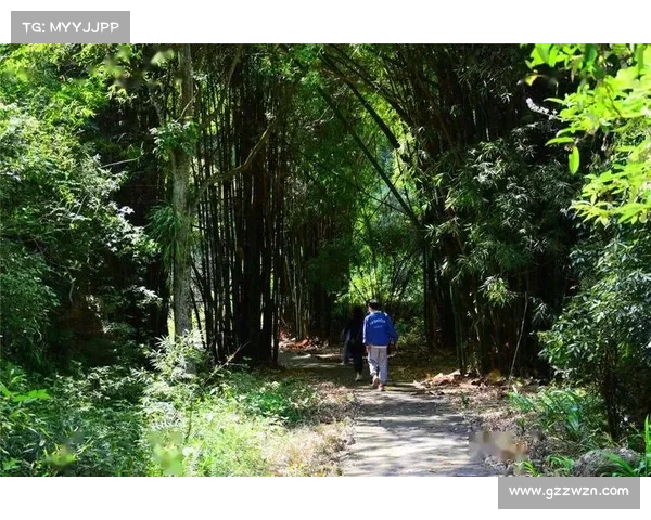 永歌森林探秘：揭开五大自然奥秘的神秘面纱