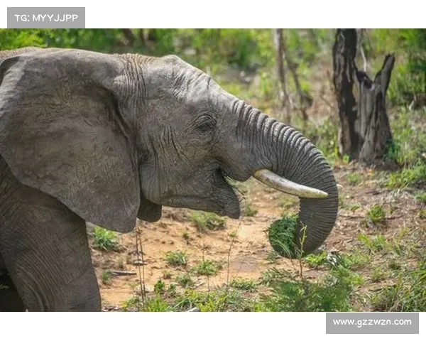 《绝地挑战背后鲜为人知的奋斗与坚持：揭开故事中的不屈精神》